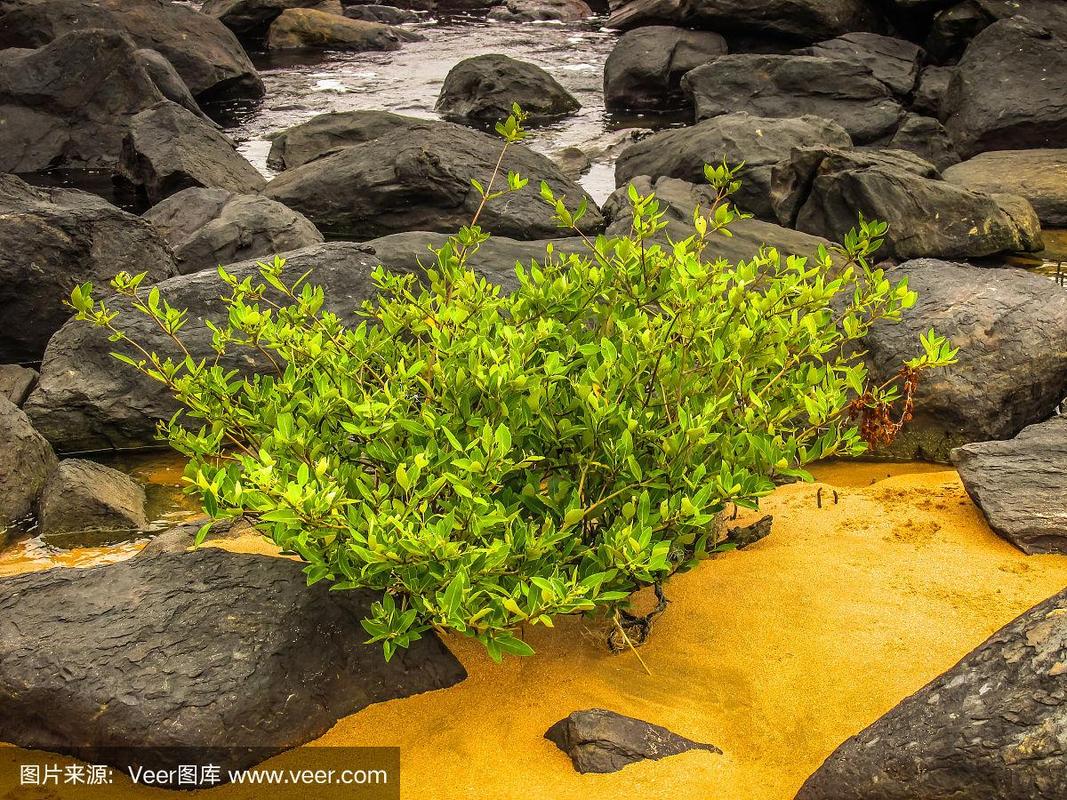 om beach karnataka,Om Beach, Karnataka: A Paradise Unveiled