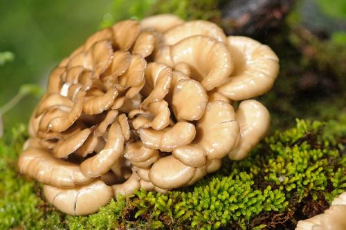 om mushroom broth,Om Mushroom Broth: A Culinary Journey into the World of Fungi