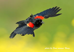 black bird with orange om wing,Black Bird with Orange Om Wing: A Unique Avian Phenomenon