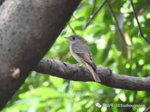 bird species that nest om bridges,Bird Species That Nest on Bridges: A Detailed Overview