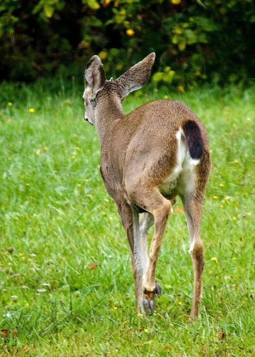 bronze deer om bronze,Bronze Deer of Bronze: A Detailed Multidimensional Introduction